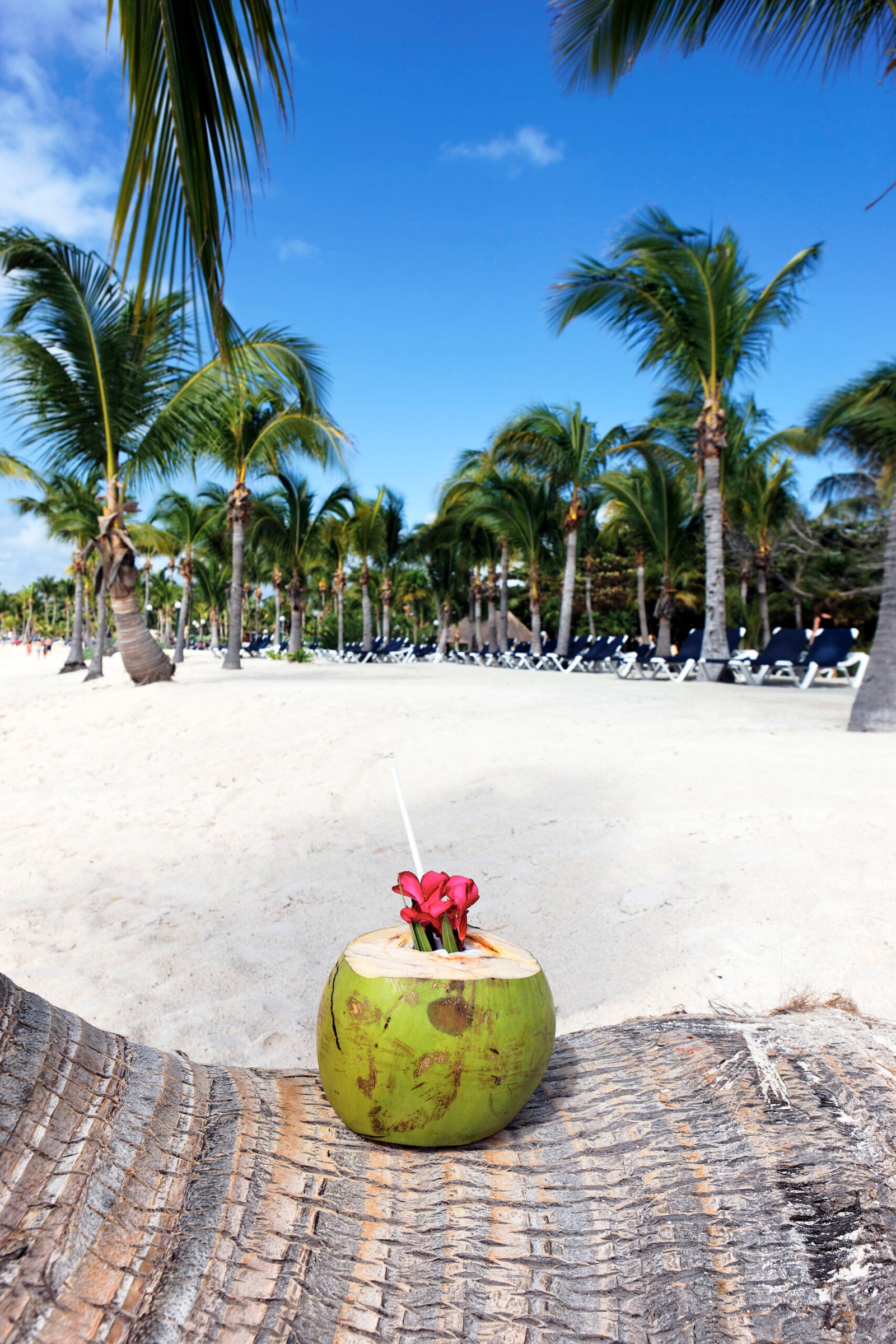 Coconut drink on a palm tree on beach